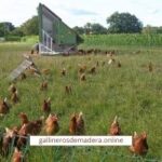 Subvenciones para granja de pollos 2021