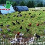 Subvenciones para montar una granja de pollos